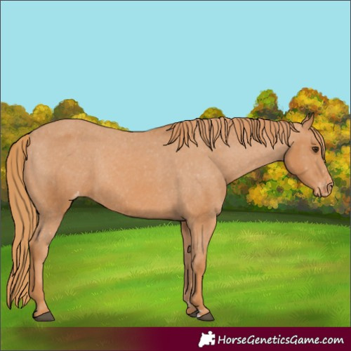 Horse Color:Chestnut Appaloosa 