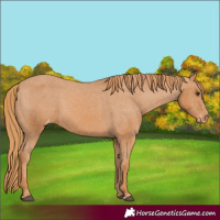 Horse Color:Chestnut Varnish