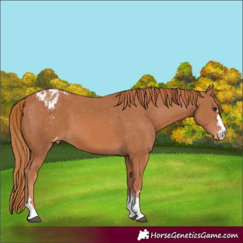 Horse Color:Chestnut Appaloosa 