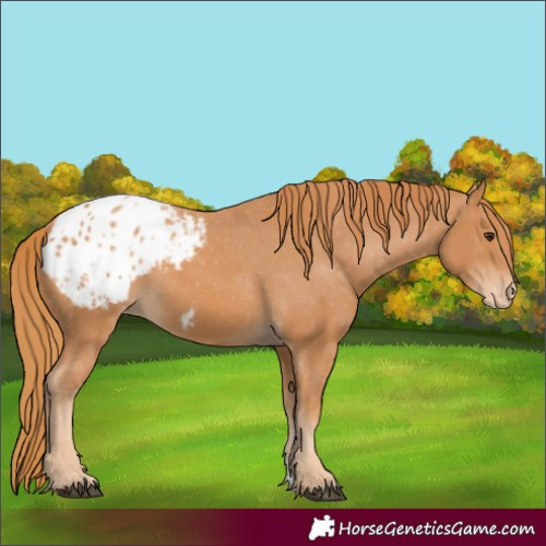 Horse Color:Chestnut Appaloosa 