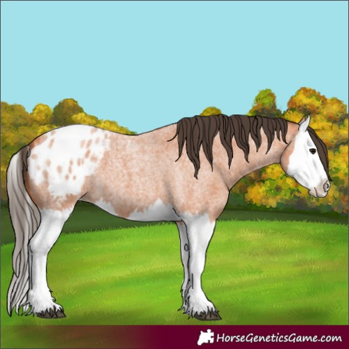 Horse Color:Bay Roan Splash Appaloosa 