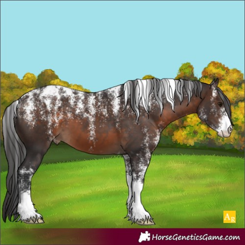 Horse Color:Powder White Brown Appaloosa