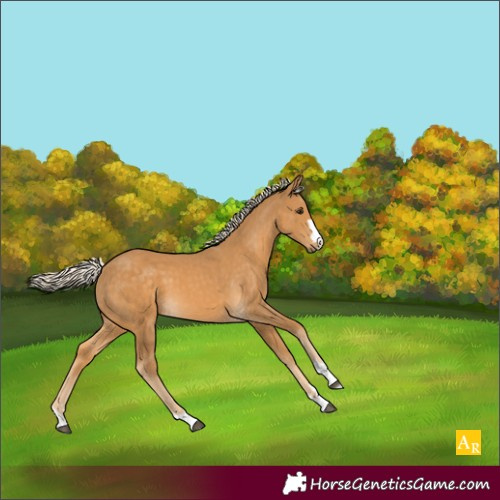 Horse Color:Palomino 