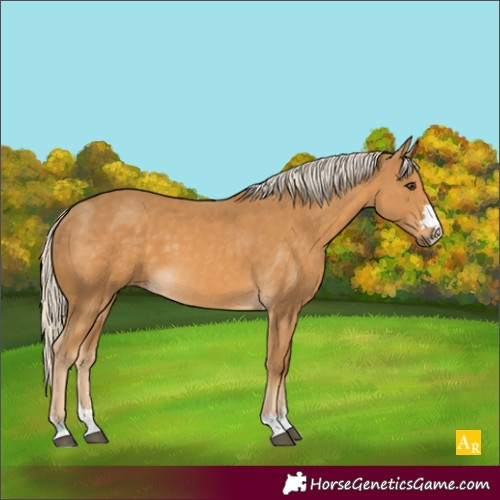 Horse Color:Palomino 