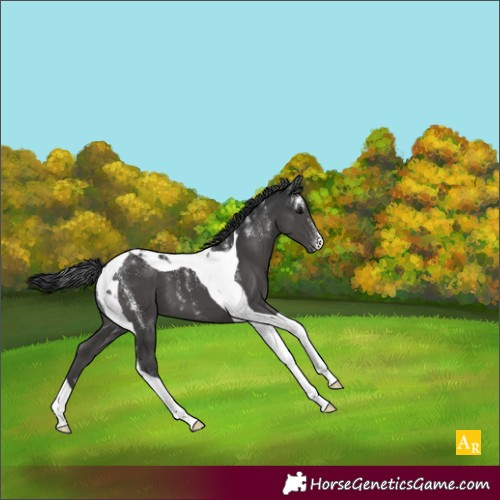 Horse Color:Powder White Black Tobiano 