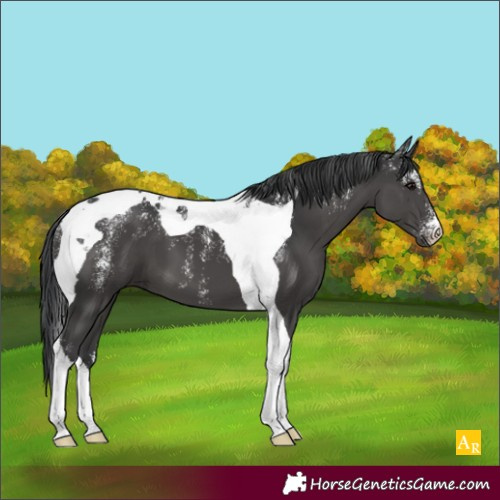 Horse Color:Powder White Black Tobiano 