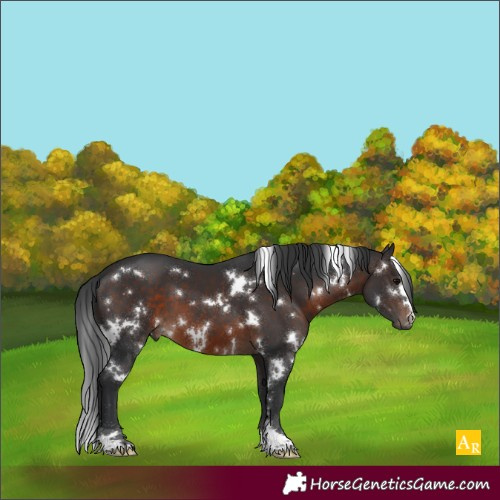 Horse Color:White Spotted Brown