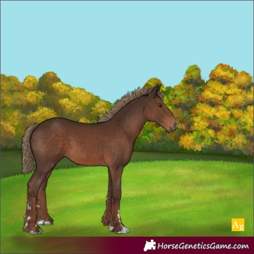 Horse Color:Liver Chestnut 
