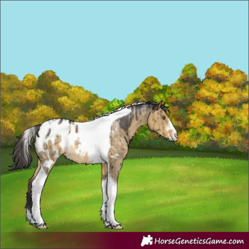 Horse Color:Powder White Buckskin Dun Tobiano Appaloosa Rabicano Brindle 