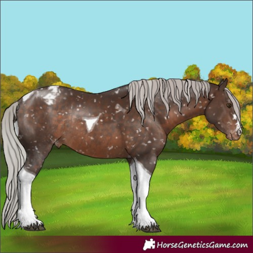 Horse Color:Silver Brown Tobiano Appaloosa Rabicano 
