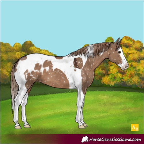 Horse Color:Liver Red Dun Splash Tobiano Blanket 
