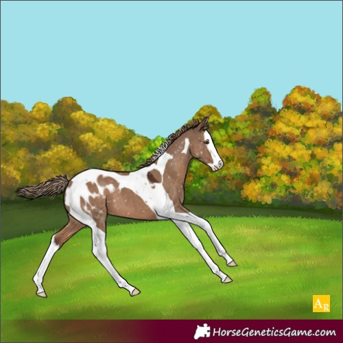 Horse Color:Liver Red Dun Splash Tobiano Appaloosa