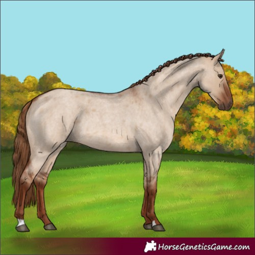 Horse Color:Red Dun Roan Rabicano 