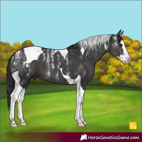 Horse Color:Powder White Black Splash Tobiano 