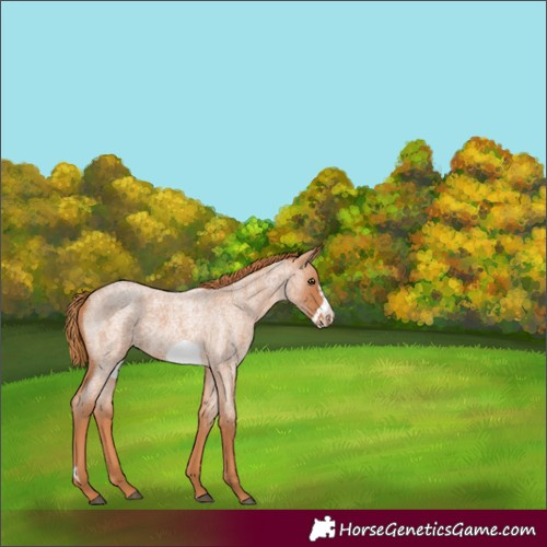 Horse Color:Red Roan Frame 