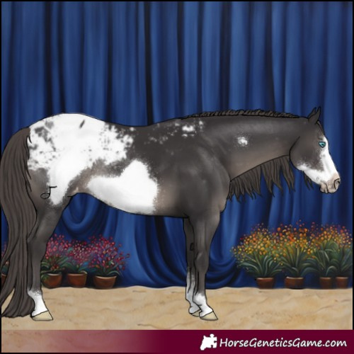 Horse Color:Smoky Black Sabino Frame Appaloosa Rabicano