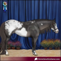 Horse Color:Smoky Black Sabino Frame Appaloosa Rabicano