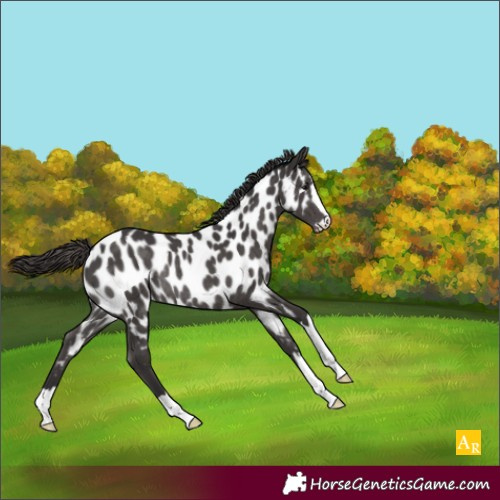 Horse Color:Smoky Black Appaloosa Rabicano