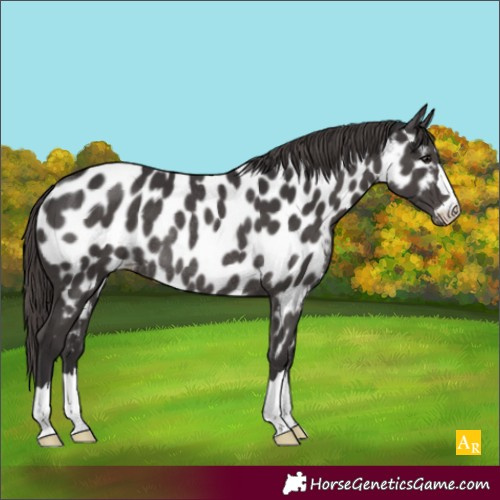 Horse Color:Smoky Black Near Leopard Rabicano 