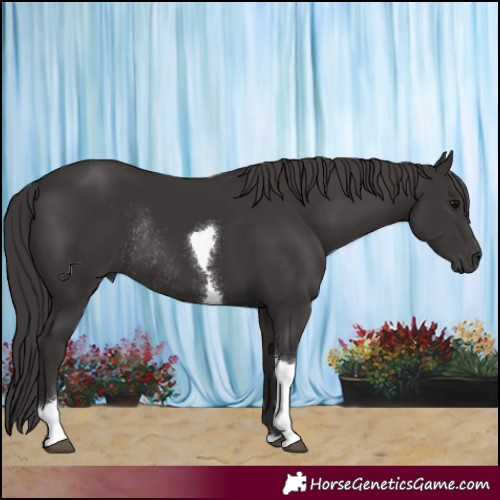 Horse Color:Smoky Black Tobiano Rabicano