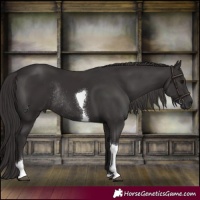 Horse Color:Smoky Black Tobiano Rabicano