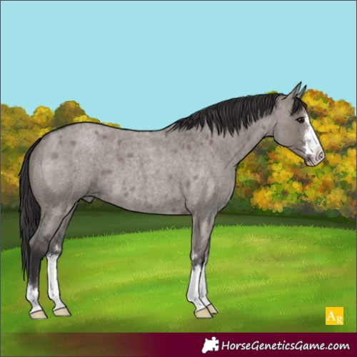 Horse Color:Smoky Grullo Roan 