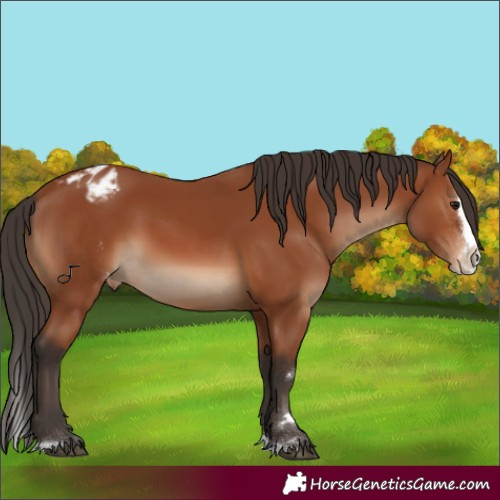 Horse Color:Bay Splash Appaloosa Rabicano 