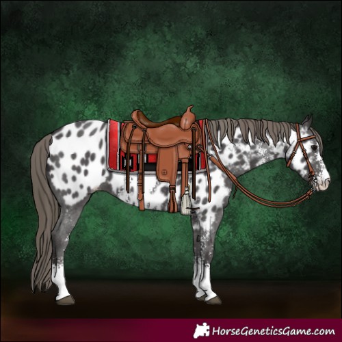 Horse Color:Smoky Black Sabino Appaloosa 