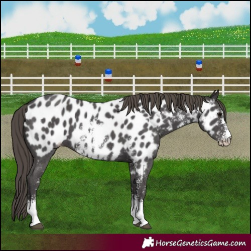 Horse Color:Smoky Black Sabino Appaloosa 