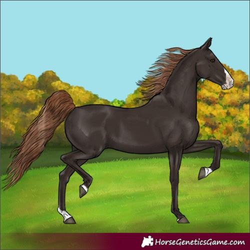 Horse Color:Unknown 