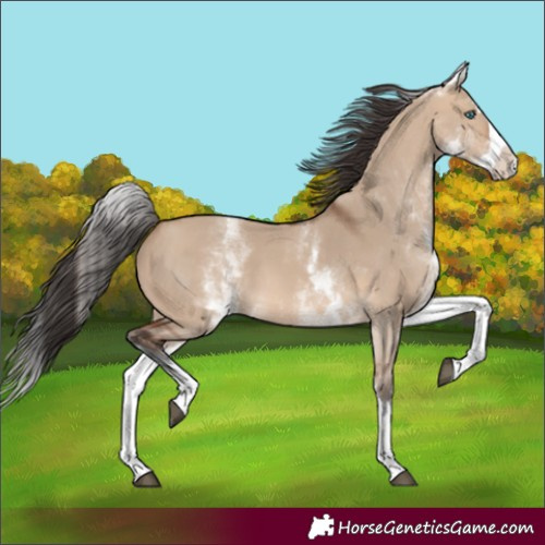 Horse Color:White Spotted Bay Dun Splash 