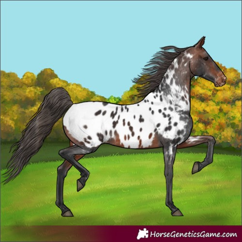Horse Color:Bay Near Leopard