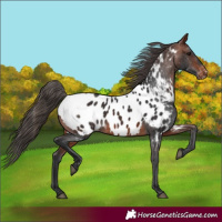 Horse Color:Bay Near Leopard