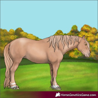 Horse Color:Gold Champagne