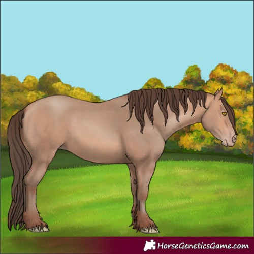 Horse Color:Amber Champagne 