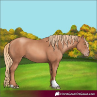Horse Color:Gold Champagne 