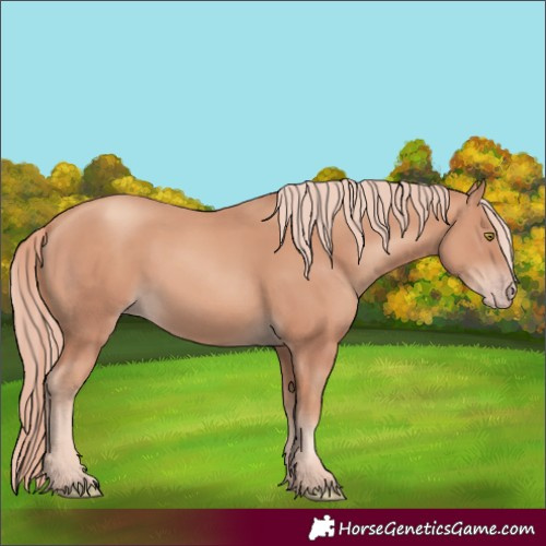 Horse Color:Gold Champagne 