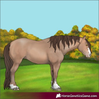 Horse Color:Amber Champagne 
