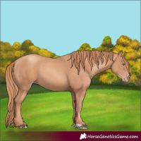 Horse Color:Gold Champagne 