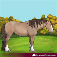 Horse Color:Amber Champagne