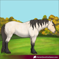 Horse Color:Buckskin Roan