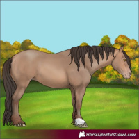 Horse Color:Amber Champagne 