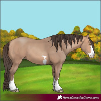 Horse Color:Amber Champagne 