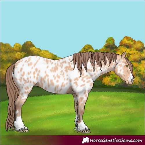 Horse Color:Amber Champagne Appaloosa 