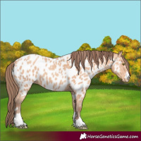 Horse Color:Amber Champagne Appaloosa