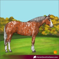 Horse Color:Gray Silver Black Tobiano  and Silver Bay Splash 
