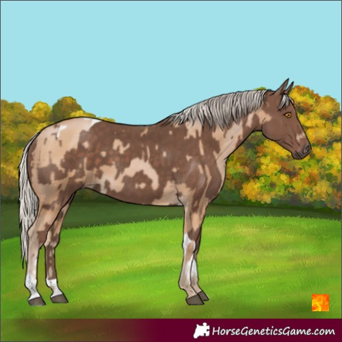 Horse Color:Silver Black Pearl  and Silver Black Tobiano 
