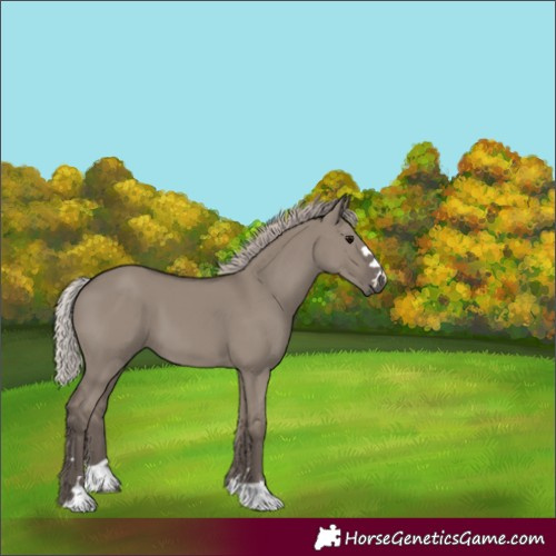 Horse Color:Silver Grullo 