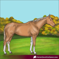 Horse Color:White Spotted Chestnut 