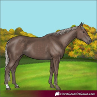 Horse Color:Silver Black 